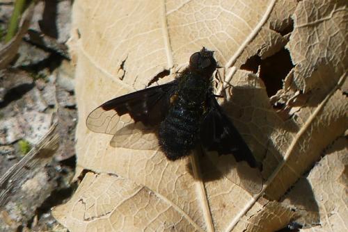 Réf. 258 250 : Hemipenthes morio